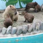 Before Getting a Capybara