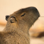 Before Getting a Capybara