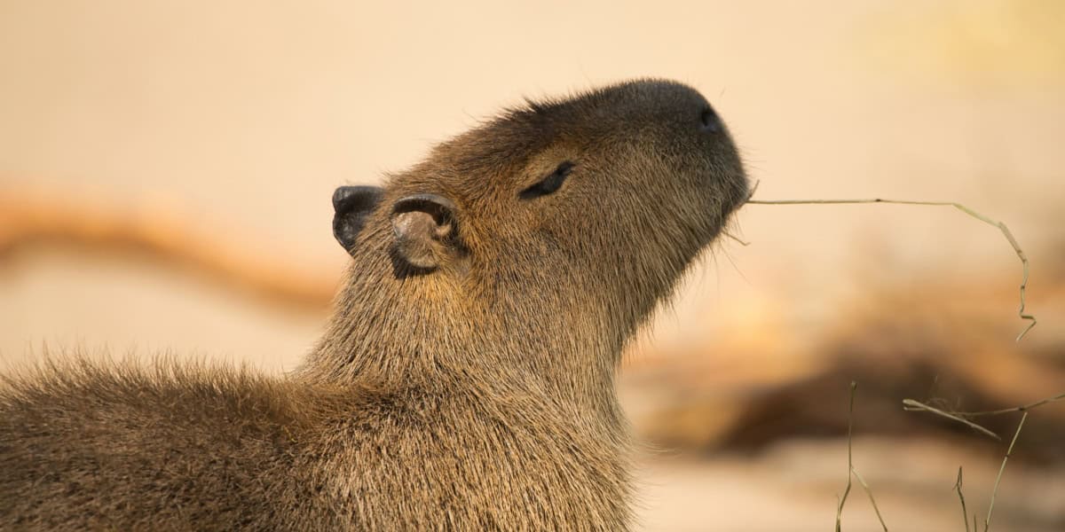 10 Essential Things to Know Before Getting a Capybara