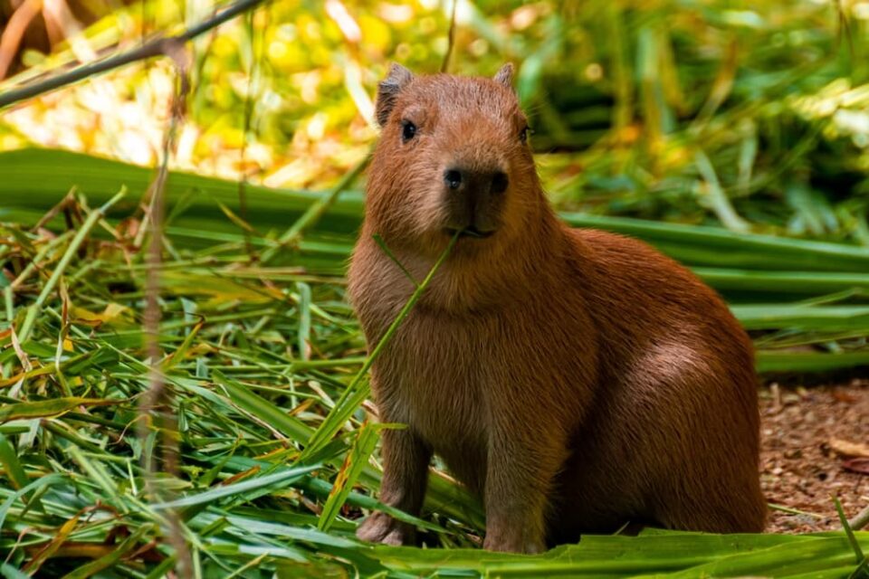 Capybara-Safe Foods