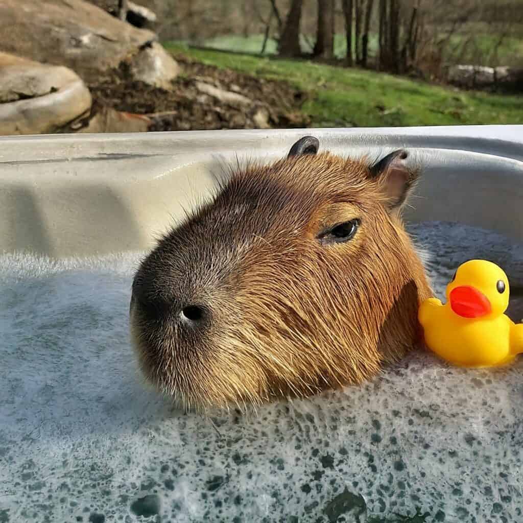 About Capybaras.xyz