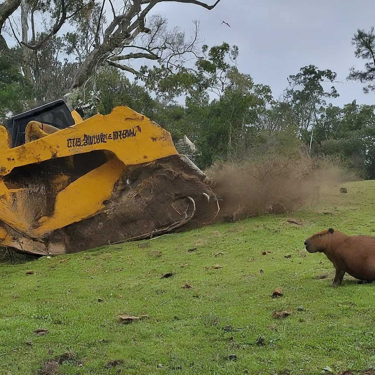 Threats Facing Capybaras