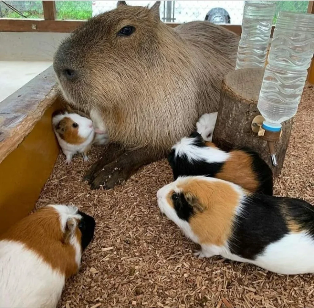 Capybara Size Comparison