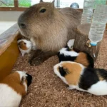 Capybara Size Comparison