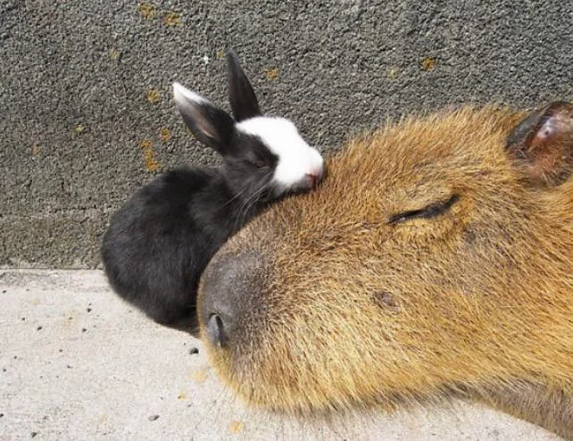 How Do You Say Capybara Simply