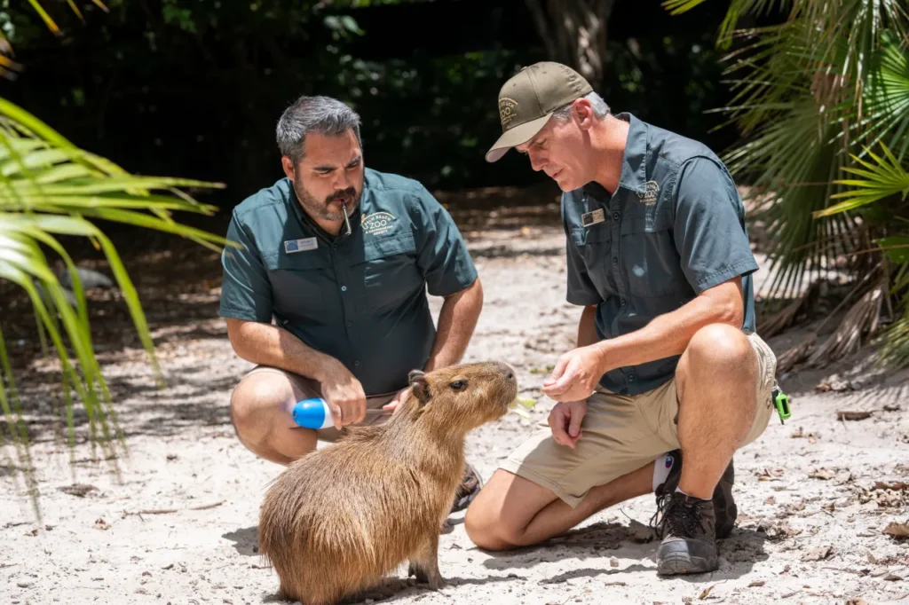 Capybara population trends in South America