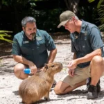 Capybara population trends in South America