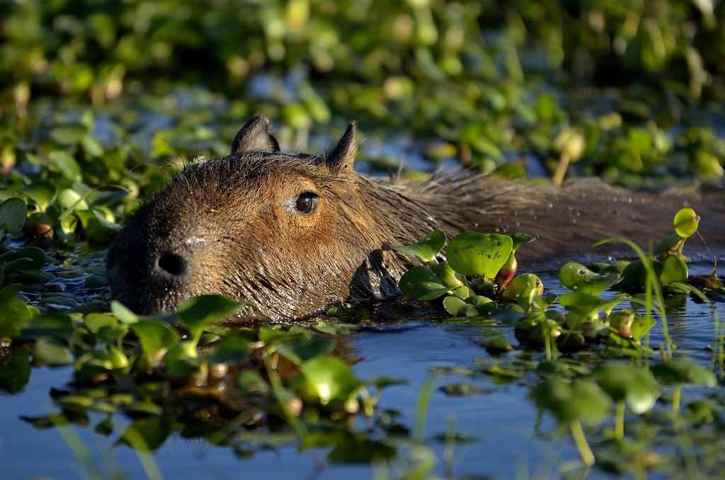 Do capybaras need a pond