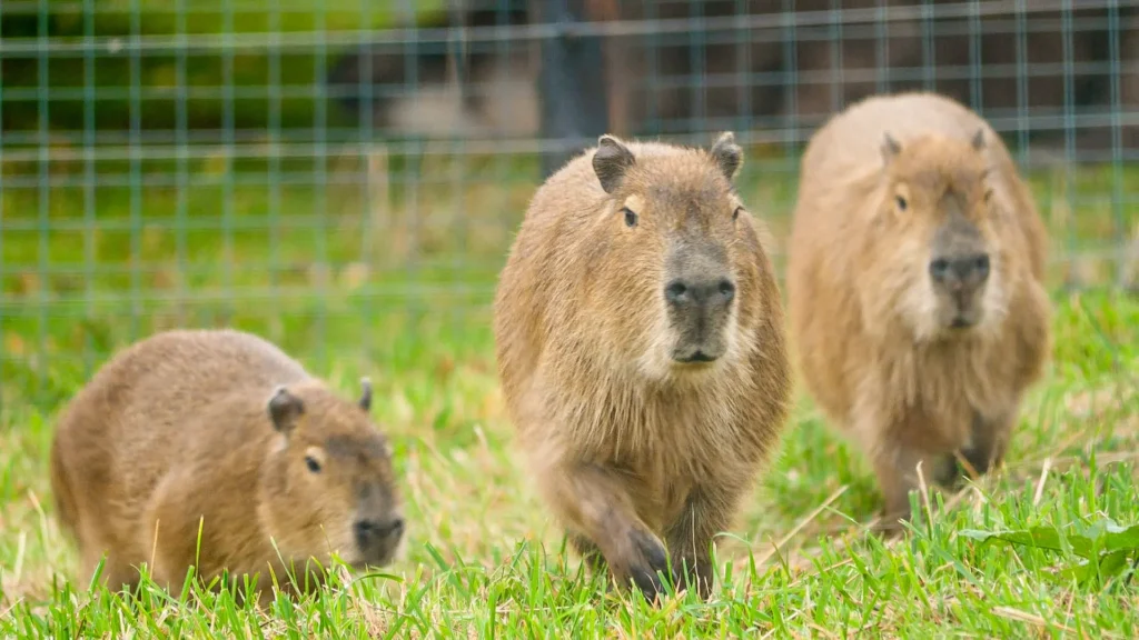 Why are capybaras so friendly?