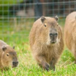 Why are capybaras so friendly?