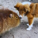 Are capybaras good with dogs