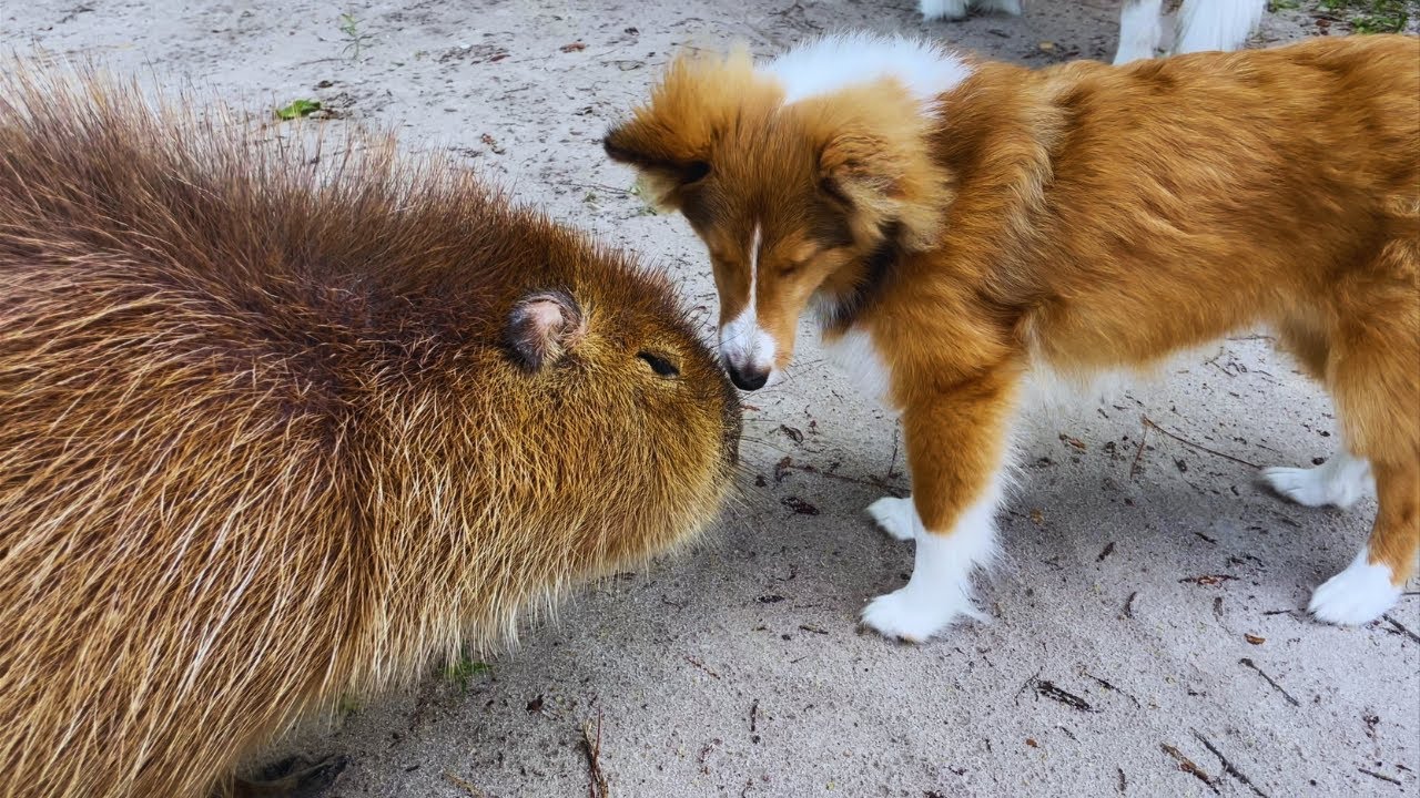 Are capybaras good with dogs